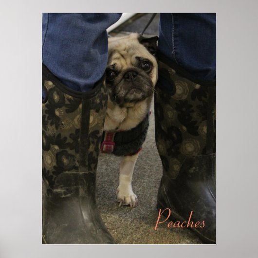 Pfirsiche Poster (Vorne)