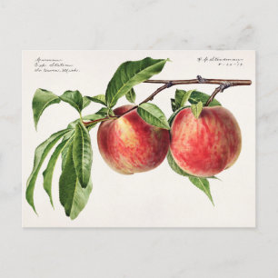 Pfirsiche (Prunus Persica) Frucht Aquarellmalerei Postkarte
