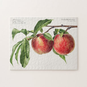 Pfirsiche (Prunus Persica) Frucht Aquarellmalerei Puzzle