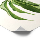 Pfirsiche (Prunus Persica) Fruchtfarben Poster (Ecke)