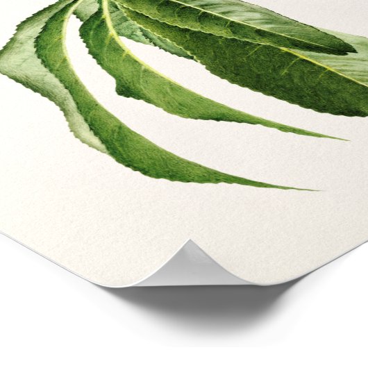 Pfirsiche (Prunus Persica) Fruchtfarben Poster (Ecke)