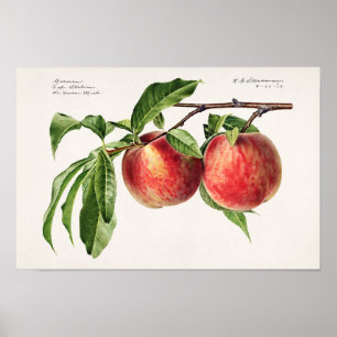 Pfirsiche (Prunus Persica) Fruchtfarben Poster
