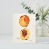 Pfirsiche (Prunus Persica) Fruchtfarben Postkarte (Stehend Vorderseite)