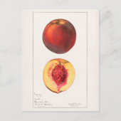 Pfirsiche (Prunus Persica) Fruchtfarben Postkarte (Vorderseite)