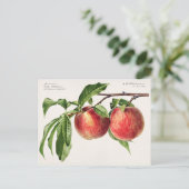 Pfirsiche (Prunus Persica) Fruchtfarben Postkarte (Stehend Vorderseite)