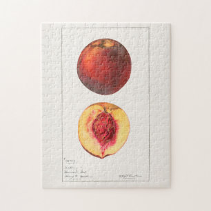 Pfirsiche (Prunus Persica) Fruchtfarben Puzzle