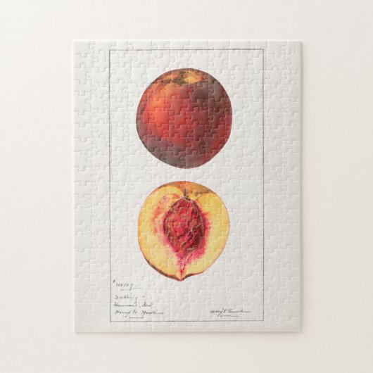 Pfirsiche (Prunus Persica) Fruchtfarben Puzzle (Vertikal)