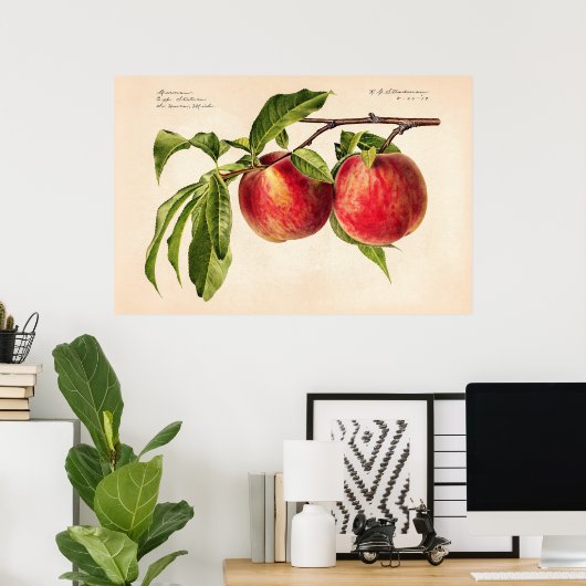 Pfirsiche (Prunus Persica) von Royal Charles Stead Poster (Heimbüro)