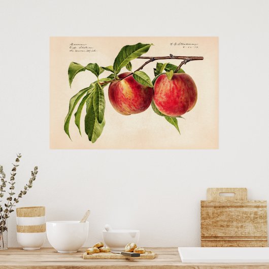Pfirsiche (Prunus Persica) von Royal Charles Stead Poster (Küche)