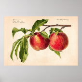 Pfirsiche (Prunus Persica) von Royal Charles Stead Poster (Vorne)