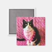 Pfirsiche Tuxedo Cat Pink Magnet (Vorderseite/Rückseite)