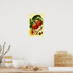 Pfirsiche Vintage 1796 Botanische Kunst Poster