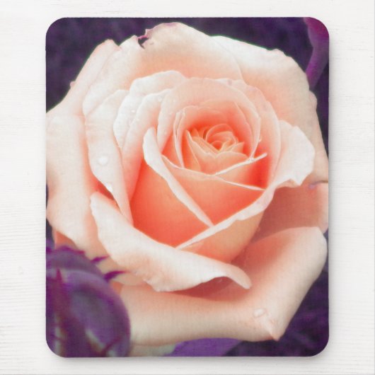 Pfirsichfarben-Rose Mousepad (Vorne)