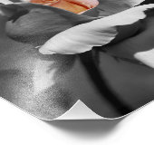 Pfirsichfarben, Schwarz und Weiß, teilweise Farbe Fotodruck (Ecke)