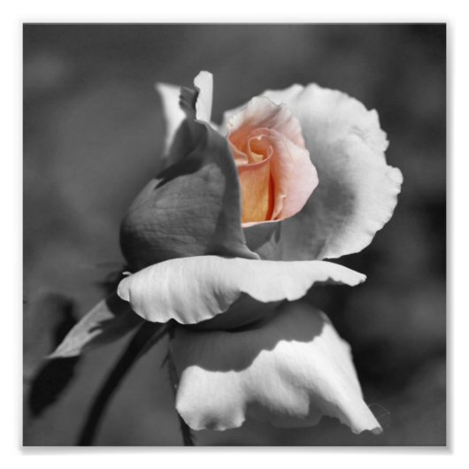 Pfirsichfarben, Schwarz und Weiß, teilweise Farbe Fotodruck (Vorne)