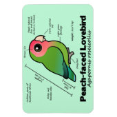 Pfirsichfarbene Lovebird-Statistiken Magnet (Vertikal)