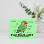 Pfirsichfarbene Lovebird-Statistiken Postkarte (Stehend Vorderseite)