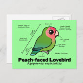 Pfirsichfarbene Lovebird-Statistiken Postkarte (Vorne/Hinten)