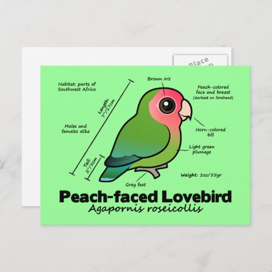 Pfirsichfarbene Lovebird-Statistiken Postkarte (Vorne/Hinten)