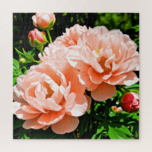 Pfirsichfarbene Pfingstrosenblüten Puzzle (Vertikal)