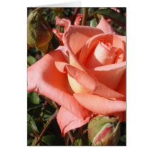 Pfirsichfarbene Rose