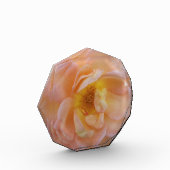 Pfirsichfarbene Rose Fotoblock (Links)