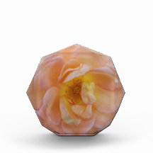 Pfirsichfarbene Rose