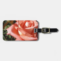 Pfirsichfarbene Rose