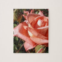 Pfirsichfarbene Rose