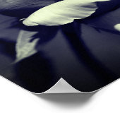 Pfirsichfarbene Rosenknospe in Schwarz-Weiß-Teilfa Poster (Ecke)