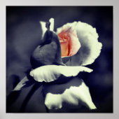 Pfirsichfarbene Rosenknospe in Schwarz-Weiß-Teilfa Poster (Vorne)