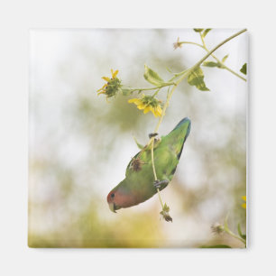 Pfirsichgezogener Liebesvogel auf einem Ast Magnet