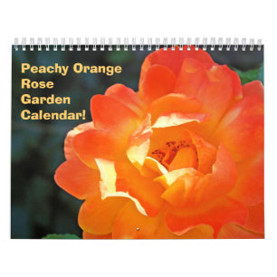 Pfirsichorange-Rosen-Blumengarten-Kalender Kalender