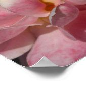 Pfirsichpfirsiche auf rosa Rosenplakat Poster (Ecke)