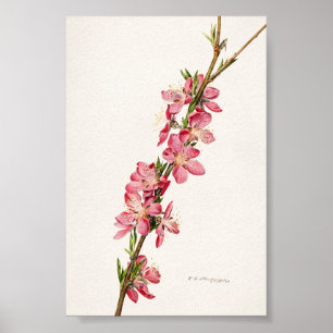 Pfirsichrosa Blumen Aquarellmalerei Poster