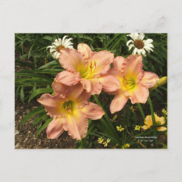 Pfirsichrosa mit gelben Rachen Taglilie Blume Postkarte