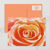 Pfirsichrosa Rose Postkarte (Vorne/Hinten)