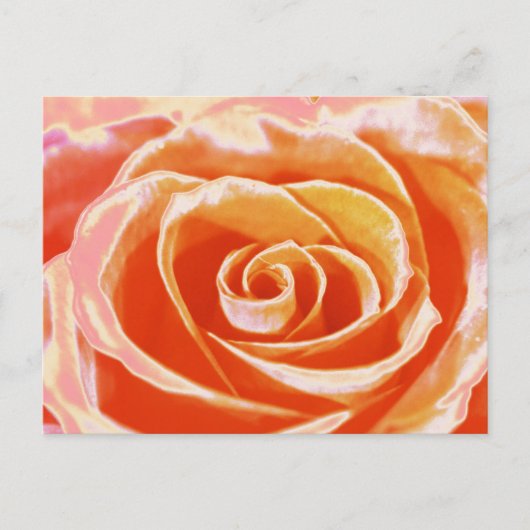 Pfirsichrosa Rose Postkarte (Vorderseite)