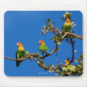 Pfirsichschwanz Mousepad (Vorne)