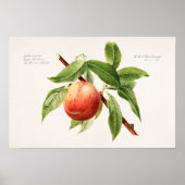 Pfirsichstrauch (Prunus Persica) Poster (Vorne)