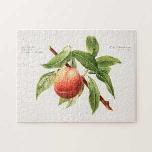 Pfirsichstrauch (Prunus Persica) Puzzle