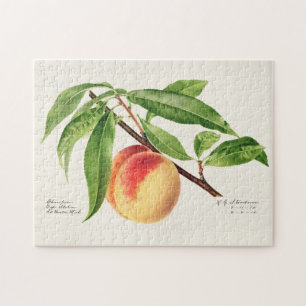 Pfirsichzweig (Prunus Persica) Fruchtmalerei Puzzle