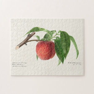 Pfirsichzweig (Prunus Persica) Fruchtmalerei Puzzle