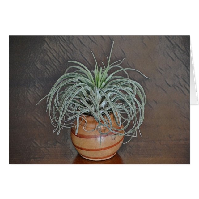 Pflanze (Vorderseite (Horizontal))