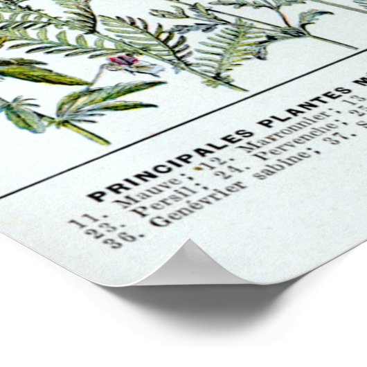 PFLANZE 2 POSTER (Ecke)