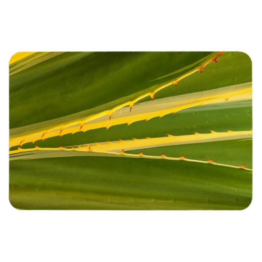 Pflanze Abstrakt Magnet (Horizontal)