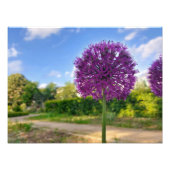 Pflanze Allium Foto Prints (Vorne)