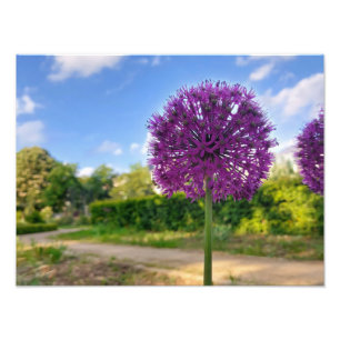 Pflanze Allium Foto Prints