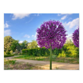 Pflanze Allium Foto Prints