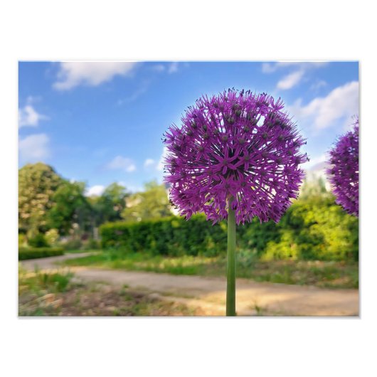 Pflanze Allium Foto Prints (Vorne)